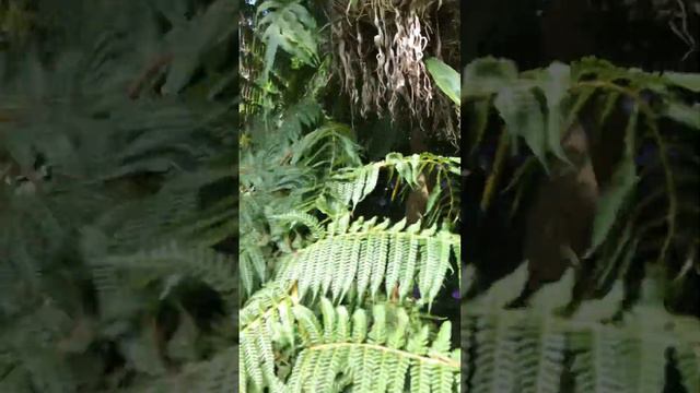 Растения эпохи динозавров смотреть онлайн