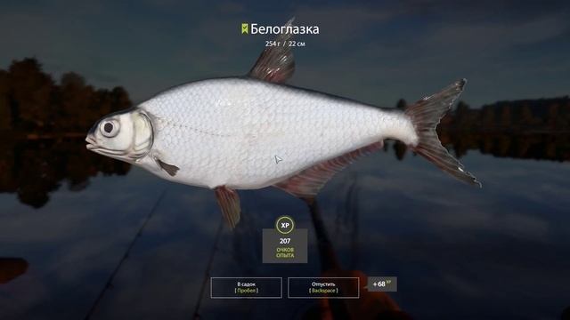 ПРОВЕРКА КЛЮЁВОЙ ТОЧКИ НА БЕЛОГЛАЗКУ, Р. ВОЛХОВ. ЧАСТЬ 7 #рр4 смотреть онлайн