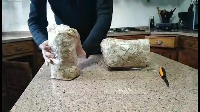 Tutorial - Kits de cultivo de Cogumelos GoldenCap смотреть онлайн