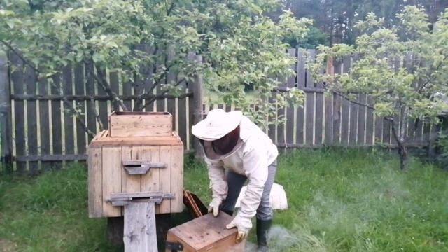 Как объединить рой пчел с другой семьей на пасеке. Это просто! В данном видео полный процесс смотреть онлайн