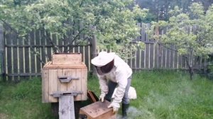 Как объединить рой пчел с другой семьей на пасеке. Это просто! В данном видео полный процесс