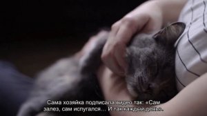 Хомяк испугался зевающего кота (видео)