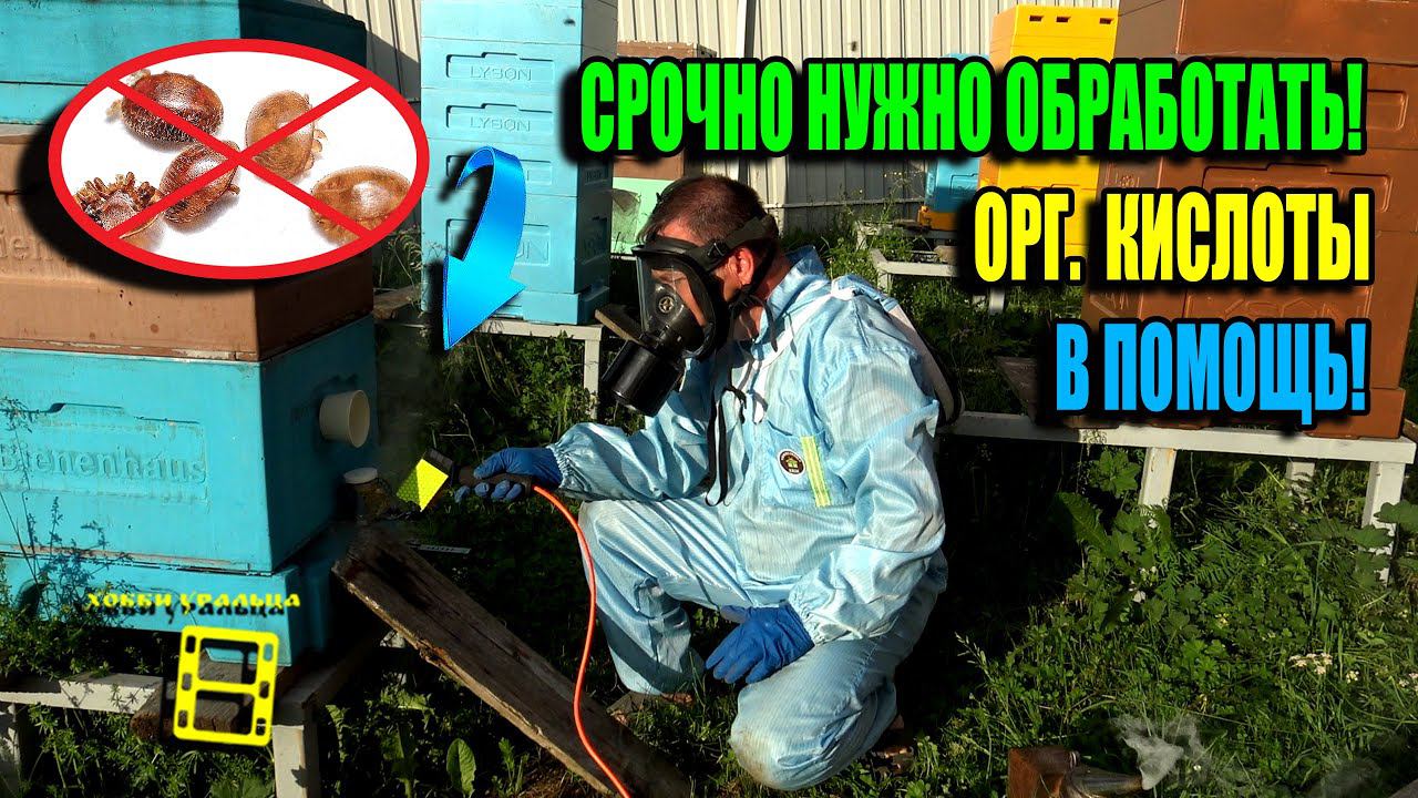 ОБЯЗАТЕЛЬНАЯ ОБРАБОТКА ПЧЕЛ ОТ КЛЕЩА ВАРРОА ЛЕТОМ СУБЛИМАТОРОМ. ДЛЯ НАЧИНАЮЩИХ ПЧЕЛОВОДОВ 24-19 смотреть онлайн