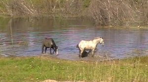 самодельный трактор,скашевание картофельной ботвы