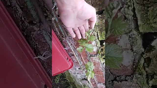 Виноград Подмосковья 28.04.2023,, состояние кустов в теплице и открытом грунте. смотреть онлайн