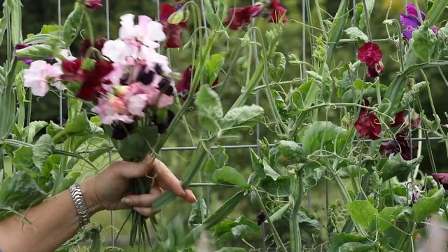 Cut flower farm in Surrey - Plantpassion смотреть онлайн