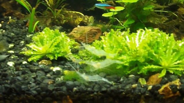Low light ,Flourish Excel based 75 gallon freshwater aquarium смотреть онлайн