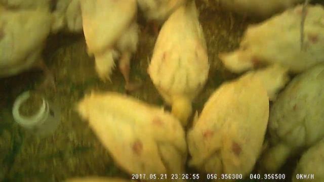 Индюшата очень любят крапиву и одуванчик. Это миф смотреть онлайн