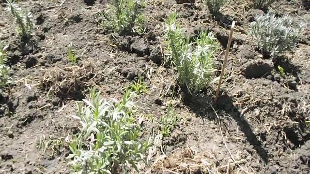 Строительные Лабиринты