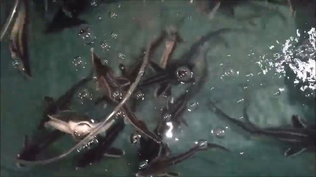 ВЫБОР БАССЕЙНА ДЛЯ УЗВ смотреть онлайн