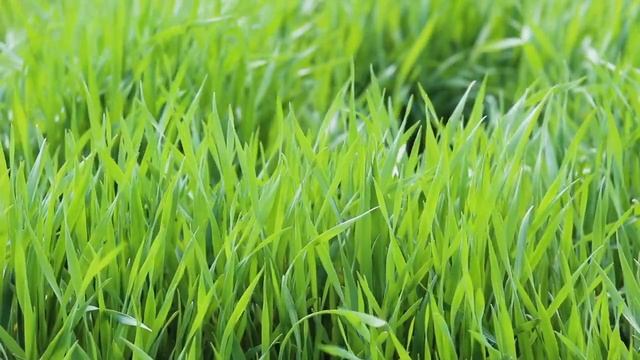 Почему христиане не говорят Христе ? смотреть онлайн