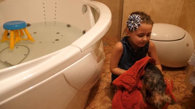 Зачем девочке Маленькая собачка? Купать, сушить, ирать! смотреть онлайн