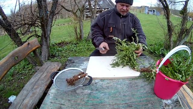 КОРЕНЬ ОДУВАНЧИКА на Лекарство ХУТОР TEGE смотреть онлайн