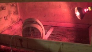 Как помыть и продезинфицировать брудер.