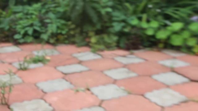 Шпиц.Померанский шпиц.Щенки Питомника Валентра стар. смотреть онлайн