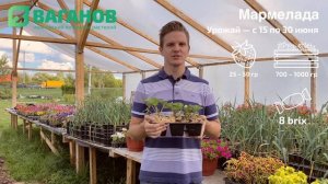 Рассада клубники сорта МАРМЕЛАДА: описание, урожайность и советы