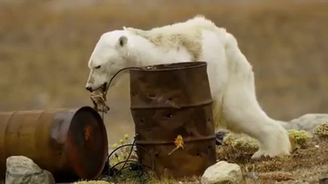Умирающий медведь валится с ног, не обнаружив еды смотреть онлайн