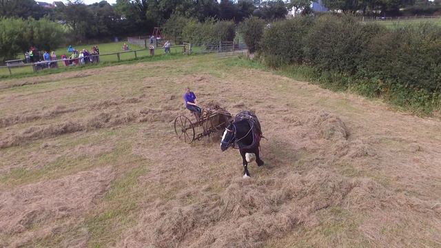 Shire Horse turning the hay. Drone footage (Part 3) смотреть онлайн