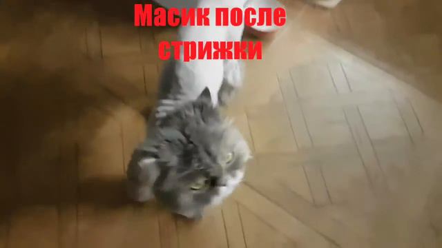 Масик после стрижки! смотреть онлайн
