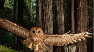 Совушка-сова