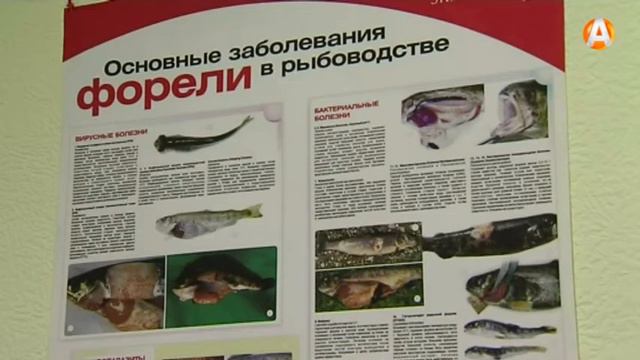 Ловись рыбка большая и здоровая смотреть онлайн
