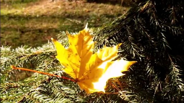 Эдит Пиаф. Padam. Фотоработы автора. смотреть онлайн