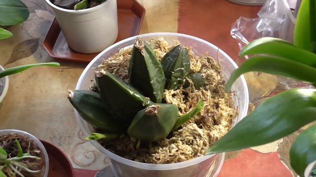 Ликаста и уход за ней