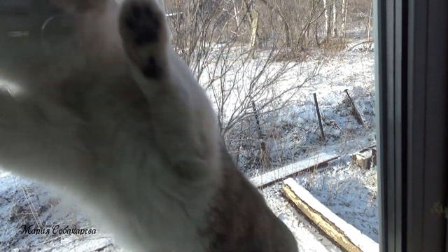 Утренний снежок и кошка Маруся! 07.04.19г смотреть онлайн
