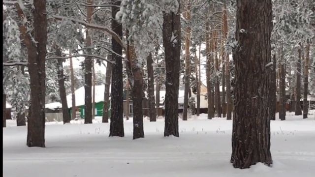 Зимний лес смотреть онлайн