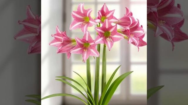 53 AMARYLLIS FLOWER Varieties | Amaryllis Flower Plant Species| Plant and Planting смотреть онлайн