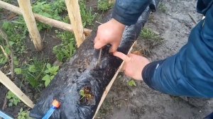 Высаживаем клубнику в малообъемку!