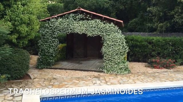 Trachelospermum jasminoides. Garden Center online Costa Brava - Girona. смотреть онлайн