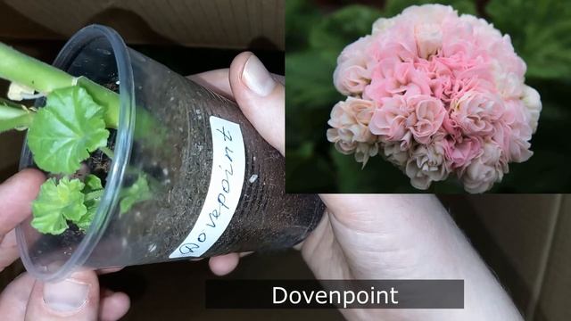 Распаковка посылки с Геранью /Пеларгонией в декабре, много интересных сортов и как же долго ее ждал смотреть онлайн