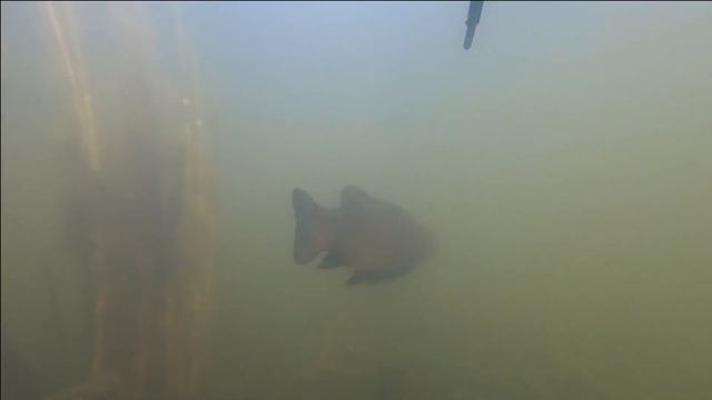 Подводная охота. Места обитания линя. Линь. Щука. Нападения бобра. 2020 Underwater hunting in Swede смотреть онлайн