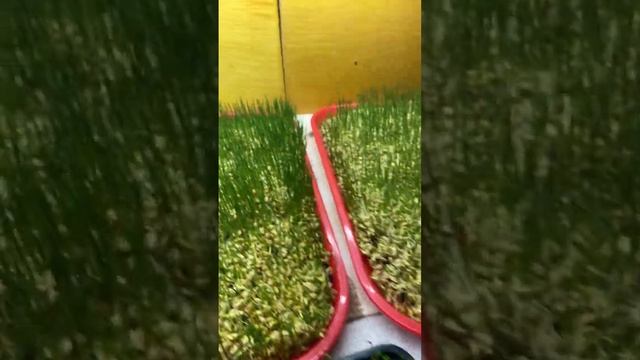 7 день #микрозелень #горох