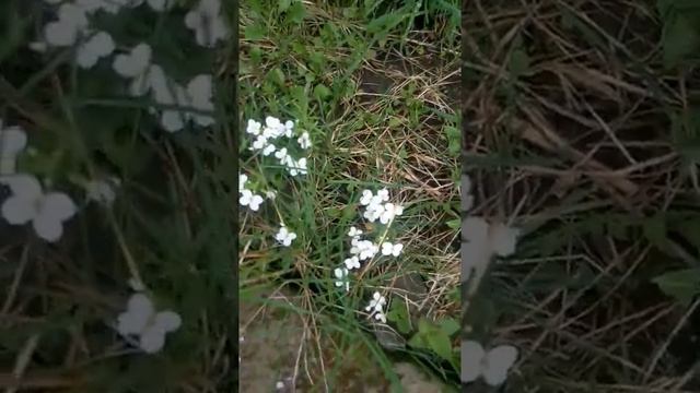 Резуха белая - этот цветок разнообразит ваш сад или клумбу смотреть онлайн