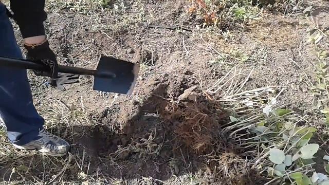 Способ хранения саженцев малины сорт Полана 2017 смотреть онлайн