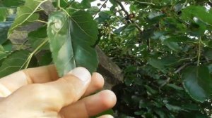 Шелковица - женское или мужское дерево. Определение по листам - возможно ли это?