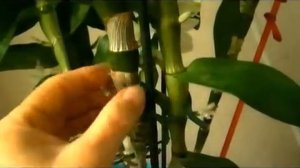 ДЕНДРОБИУМ. Что делать после цветения?