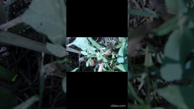 Что за грибы в огороде?