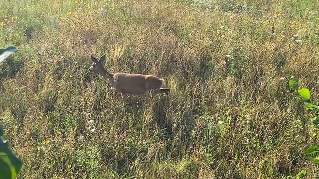 Охота - Десятый Выход На Охоту на Косулю с Мелкашкой смотреть онлайн
