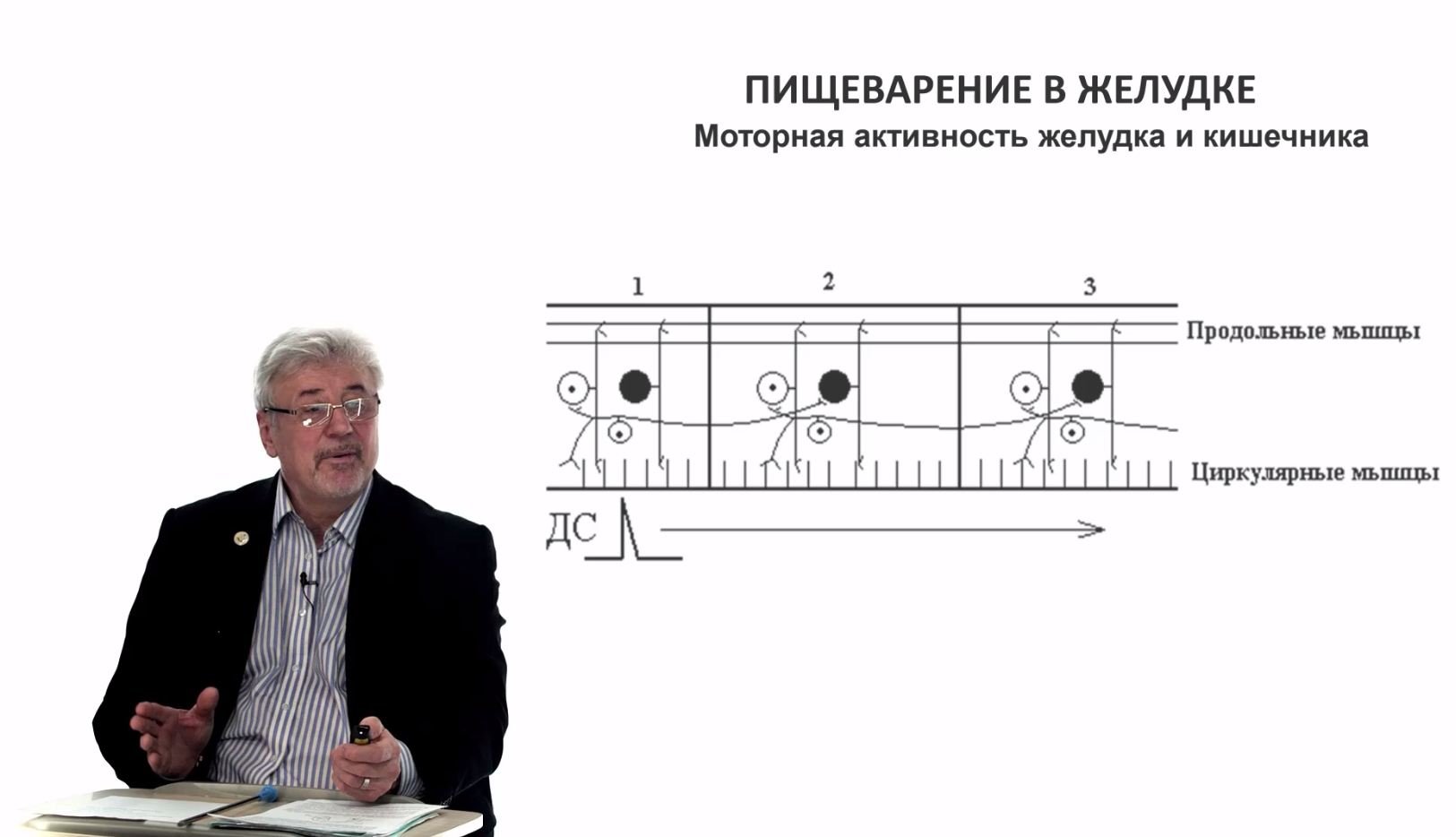 Евсеев А.В. Нормальная физиология. Лекция №26.Моторная активность желудка. Панкреас. Всасывание.2024