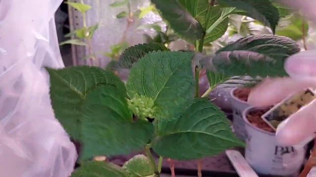 Наконец-то дошли руки😊 Черенкую крупнолистную и плачу😔Жалко цветочки. смотреть онлайн