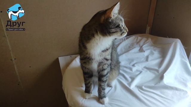 Молодой котик Витек ищет дом! смотреть онлайн