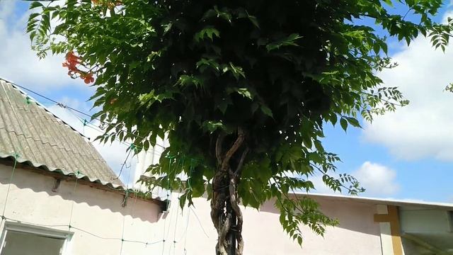 Кампсис, мой уход //кампсис, оригинальный декор как двора так и дома