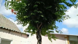 Кампсис, мой уход //кампсис, оригинальный декор как двора так и дома