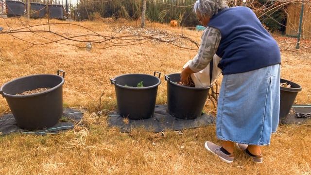 Don't Bag Your Leaves! Mulch It! The Benefits Of Shredded Leaf Mulch - Gardener's Gold! смотреть онлайн