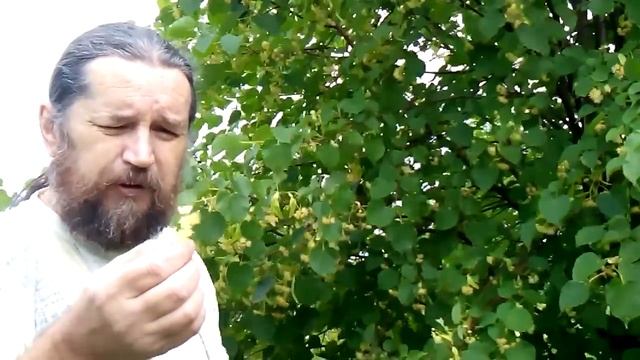 Сбор липового цвета смотреть онлайн