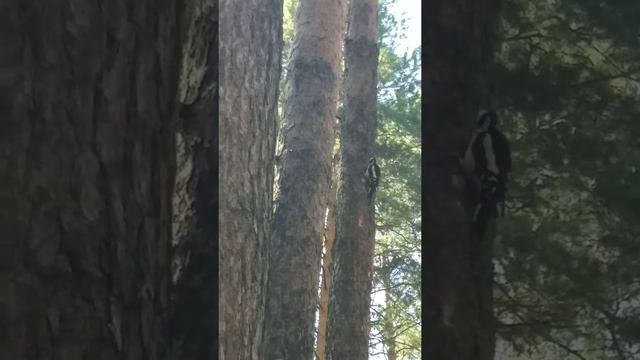 Санитар леса дятел смотреть онлайн