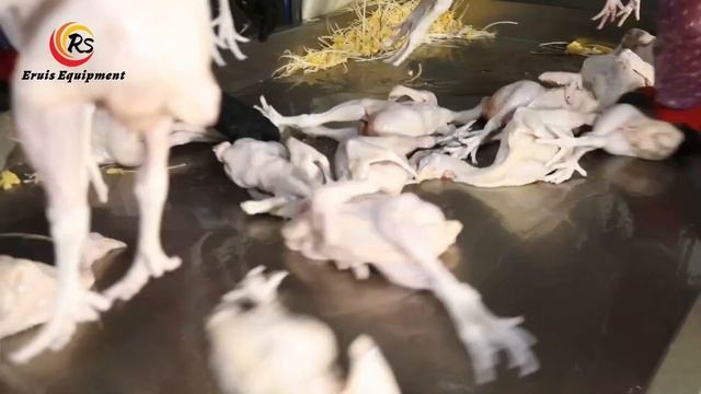 Meet the Lightning-Fast Chicken Plucker Machine смотреть онлайн